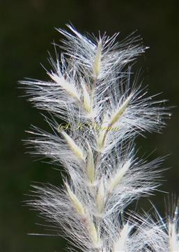  Raceme-a part with spikelet pairs